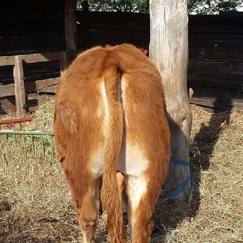 Verkaufe Limousin Bulle - Bild 1