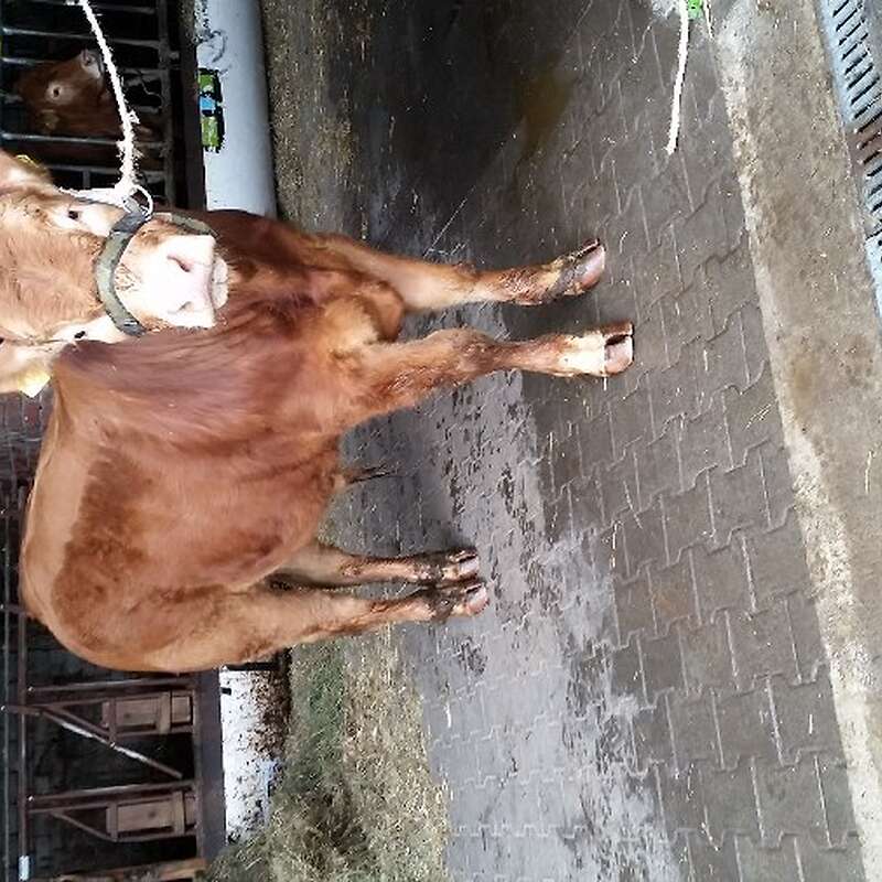 Bio HB Limousin Zuchtbulle Bulle Pp hornlos ruhig halfterführig - Bild 1