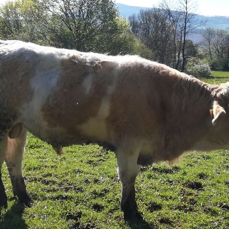 1 männlichen Fleckvieh Absetzer, Bio - Bild 1