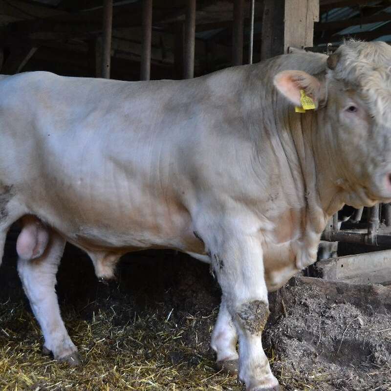 Charolais Deckbulle - Bild 1
