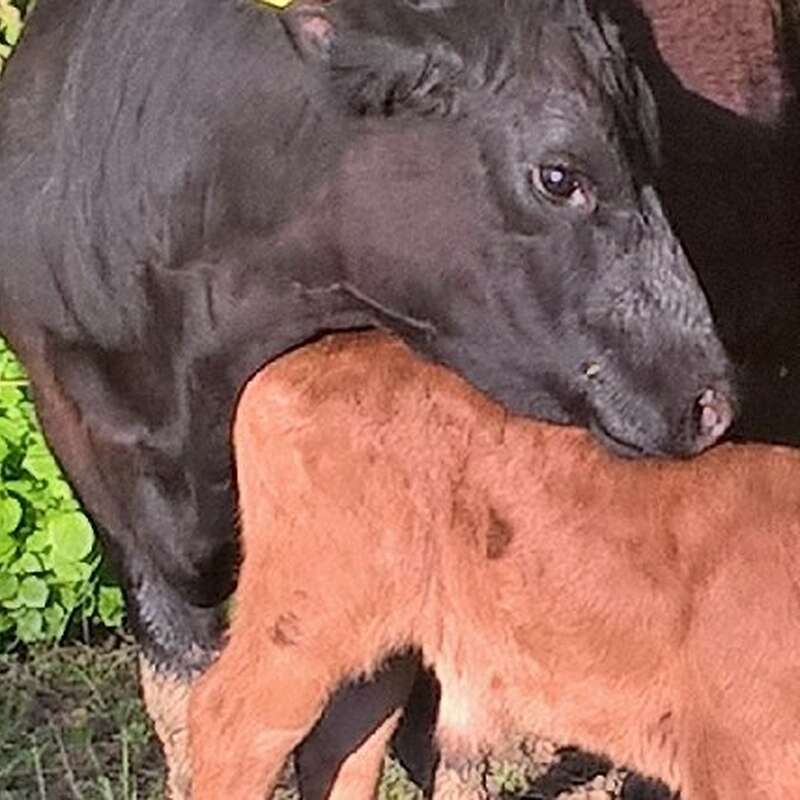 verkaufe 1 Bio Anguskuh mit Stierkalb und eine niedertragende Färse - Bild 1