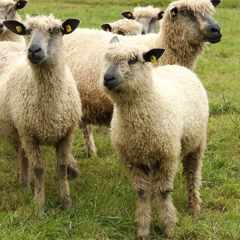 Wensleydale Schafe aller Altersgruppen - Bild 1