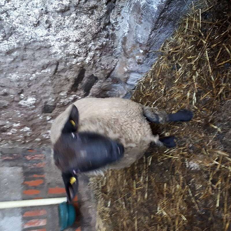 Zu verkaufen ist ein Suffolk Bock - Bild 1