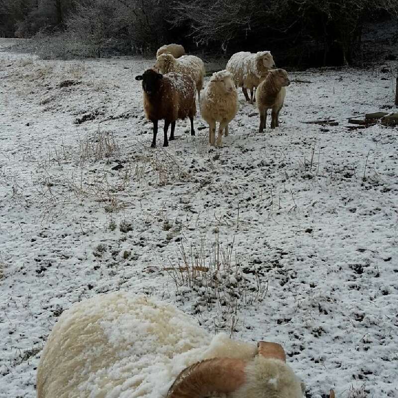 Biete einen wunderschönen Waldschafbock - Bild 1