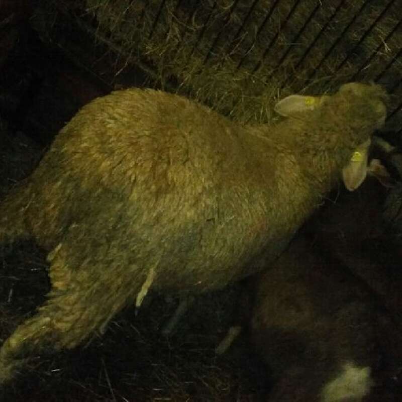 Merinolandschafbock - Bild 1