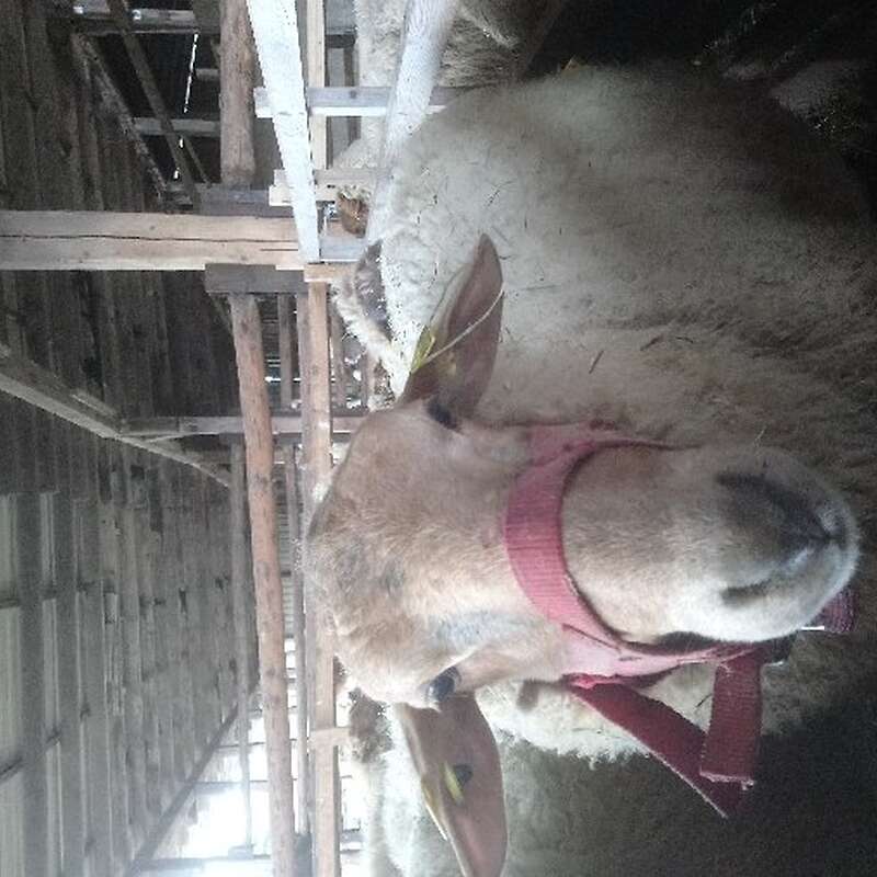 Schaf Bock - Bild 1