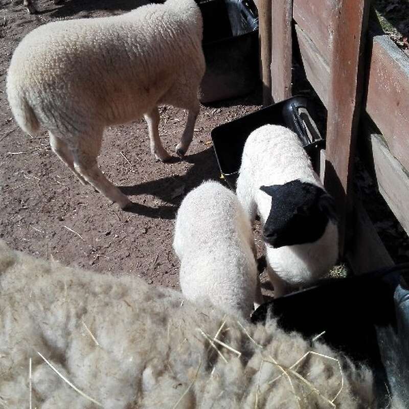 Verkaufe Rhönschafbock - Bild 1