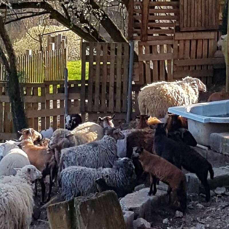 Verkaufe Ziegen mix und  Schafen mix - Bild 1
