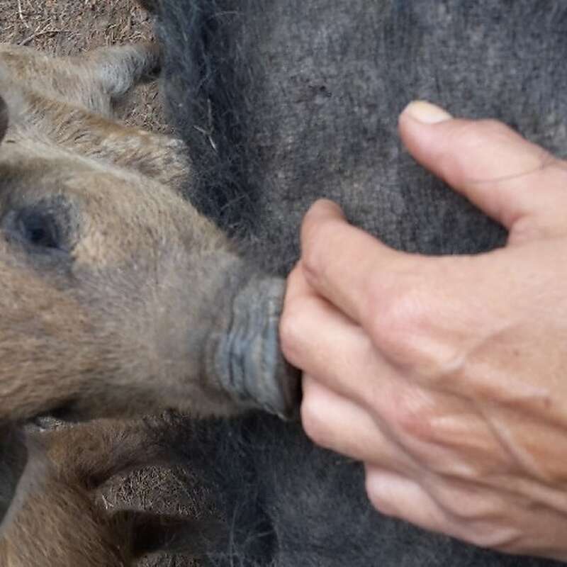 Mangalitza aus Freilandhaltung - Bild 1