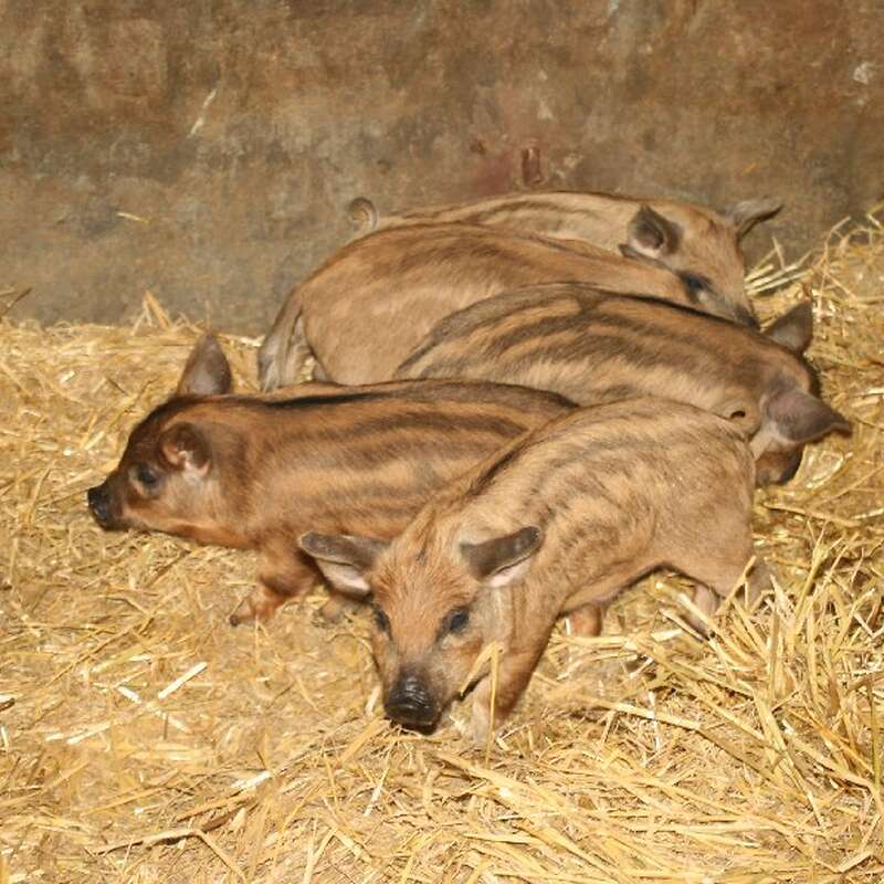 Mangalitza Ferkel - Wollschweine zu verkaufen - Bild 1