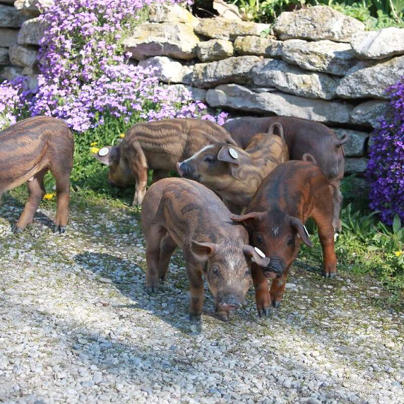 Ferkel: Iberico x Duroc - Bild 1