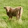 Schottische Hochlandrinder - Herde - Bild 2