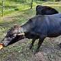 Dahomey - Bild 2