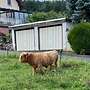 Schottische Hochlandrinder - Herde - Bild 3