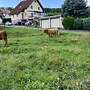 Schottische Hochlandrinder - Herde - Bild 4