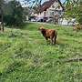 Schottische Hochlandrinder - Herde - Bild 7