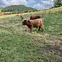 Schottische Hochlandrinder - Herde - Bild 9