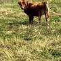 Schottische Hochlandrinder - Herde - Bild 11