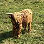 Schottische Hochlandrinder - Herde - Bild 12
