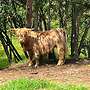 Schottische Hochlandrinder - Herde - Bild 14