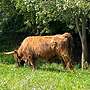 Schottische Hochlandrinder - Herde - Bild 15