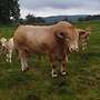 Wir bieten Rinder der exklusiven Rasse Blonde d'Aquitaine  - Bild 2