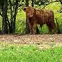 Schottische Hochlandrinder - Herde - Bild 16