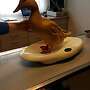 Enten, Erpel, Orpington - Bild 3