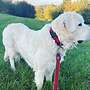 Herdenschutzhunde - Bild 4