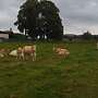 Wir bieten Rinder der exklusiven Rasse Blonde d'Aquitaine  - Bild 3