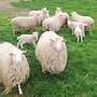 Diepholzer Moorschnucken abzugeben (Reserviert) - Bild 2