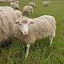 Diepholzer Moorschnucken abzugeben (Reserviert) - Bild 3