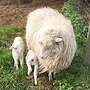 Diepholzer Moorschnucken abzugeben (Reserviert) - Bild 4