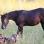 Reitanlage im wunderschönen Altmühltal - Bild 2