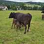 Wagyu Mutterkuh mit Kalb - Bild 2