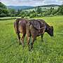 Wagyu Ochsen - Bild 2