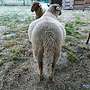 Coburger Fuchsschaf Böcke aus Herdbuchzucht - Bild 2