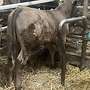 Aberdeen Angus Zuchtstier - Bild 2