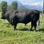 Aberdeen Angus Zuchtstier - Bild 3