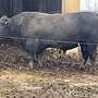 Aberdeen Angus Zuchtstier - Bild 4