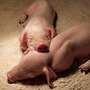 LEICOMA SCHWEINE & FERKEL - Bild 3