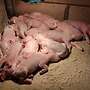 LEICOMA SCHWEINE & FERKEL - Bild 6