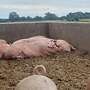 LEICOMA SCHWEINE & FERKEL - Bild 7