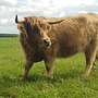 Highland Cattle Färse - Bild 2