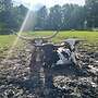 Texas Longhorn Herde - Bild 2