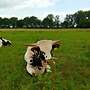 Texas Longhorn Herde - Bild 3