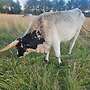 Texas Longhorn Herde - Bild 5