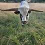Texas Longhorn Herde - Bild 6