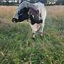 Texas Longhorn Herde - Bild 7