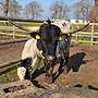Texas Longhorn Herde - Bild 15